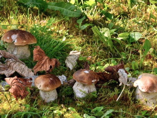 Magic Mushrooms