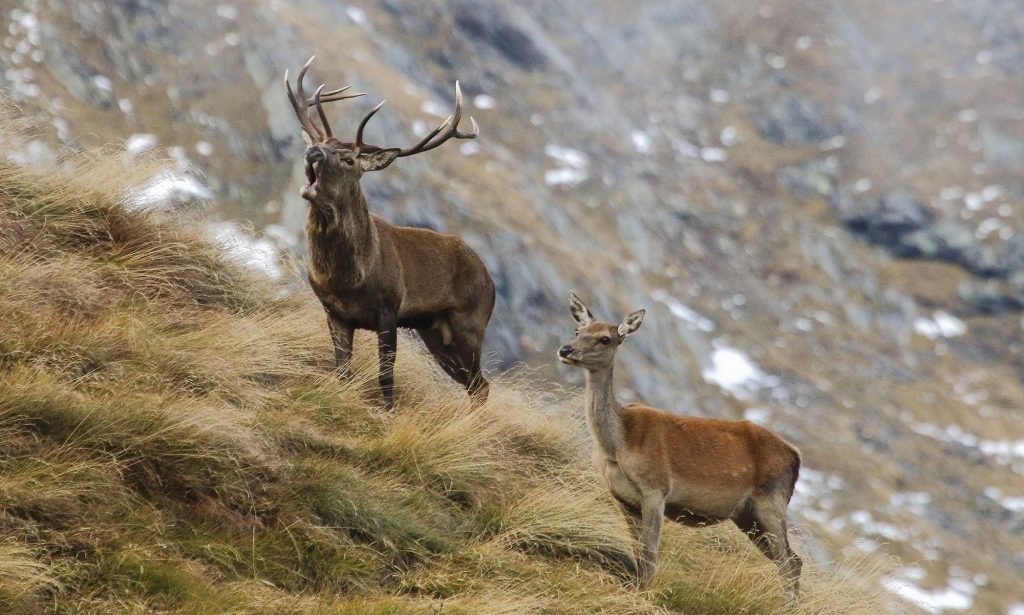 Cervi nel Parco Nazionale dello Stelvi