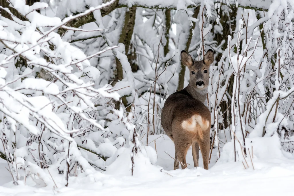 Scoprire gli animali nel bosco