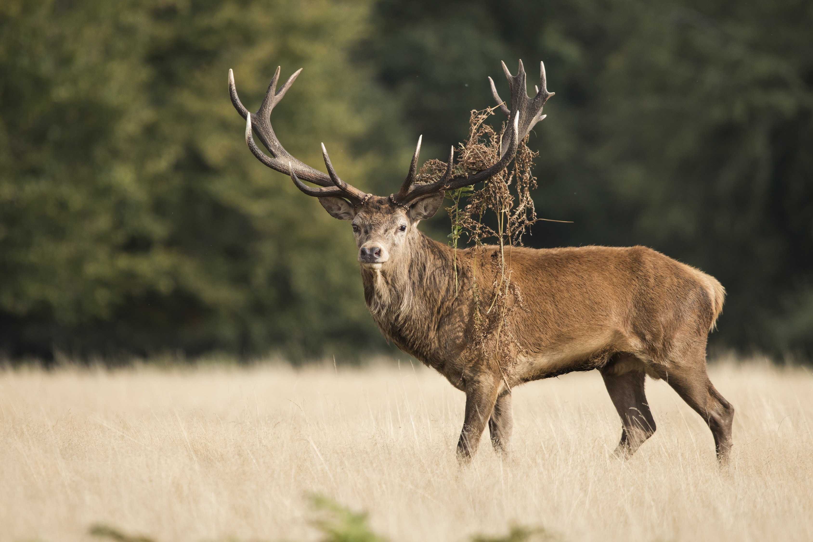 Osserva gli animali selvatici in ambiente naturale