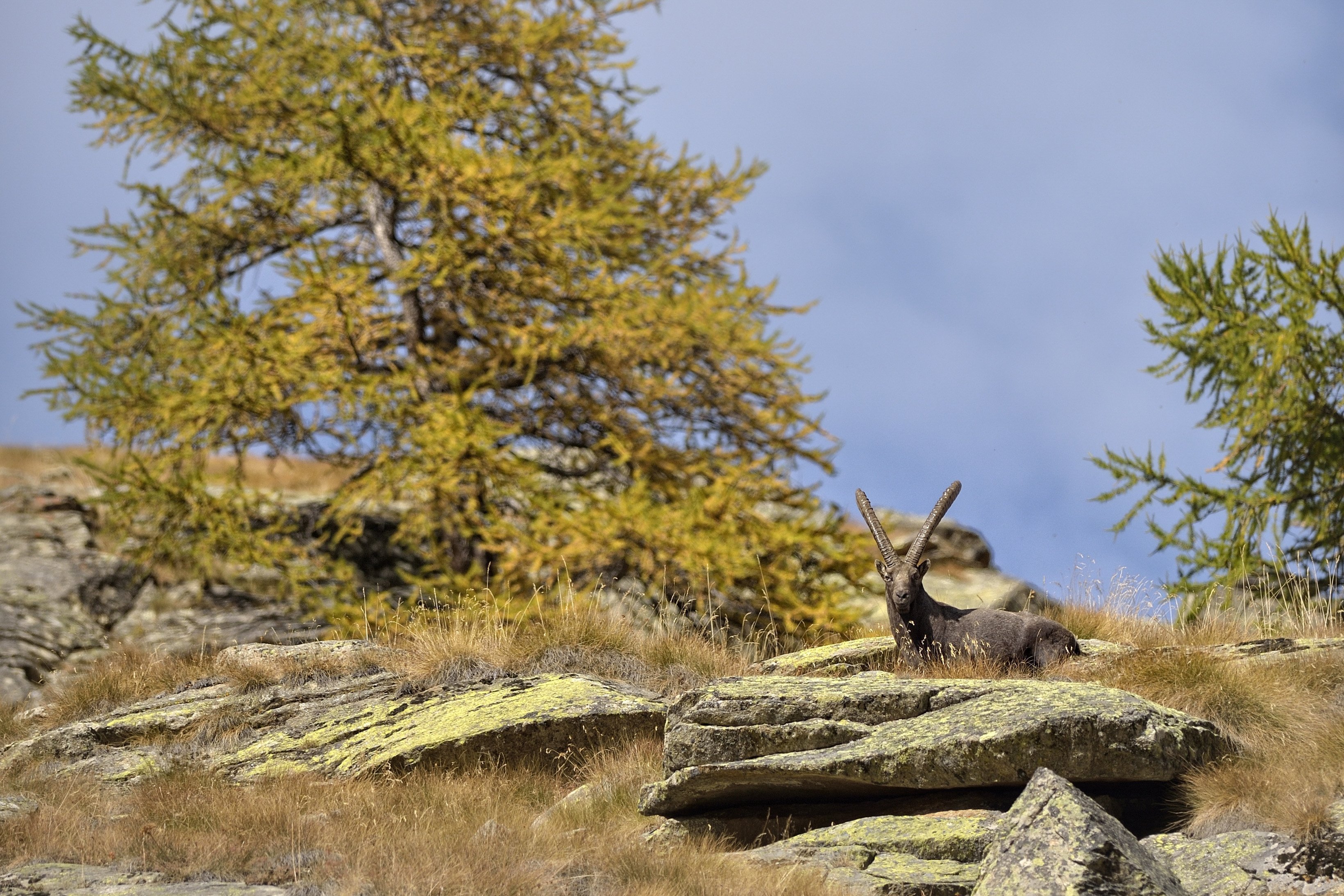 Osserva gli animali selvatici in ambiente naturale