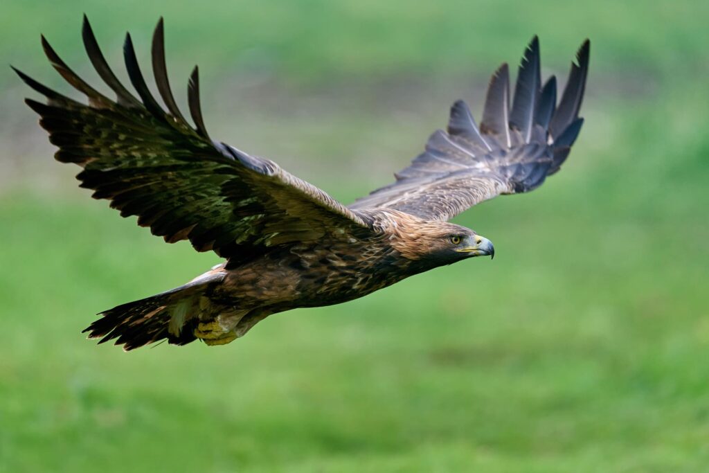 Natura Aquila Reale Val Di Sole Ursus