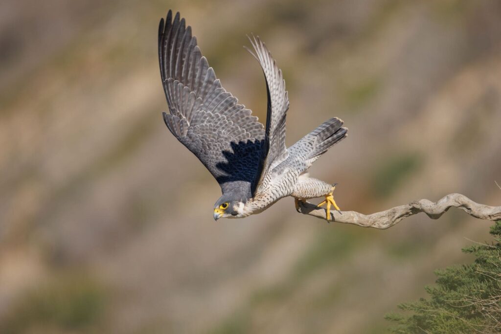Natura Falco Val Di Sole Ursus