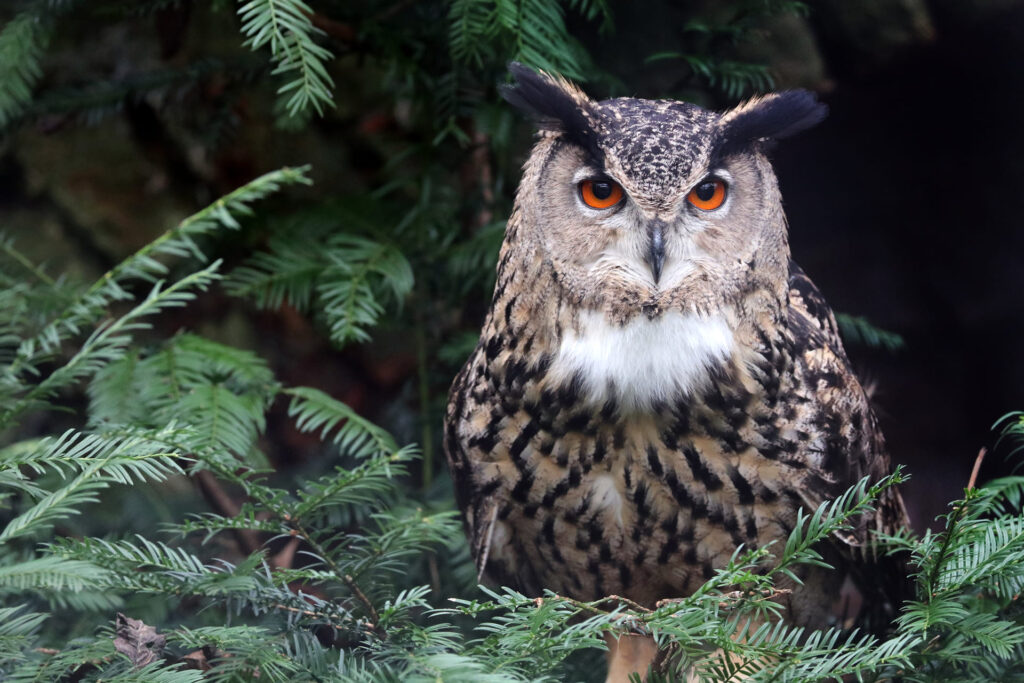 Natura Gufo Val Di Sole Ursus