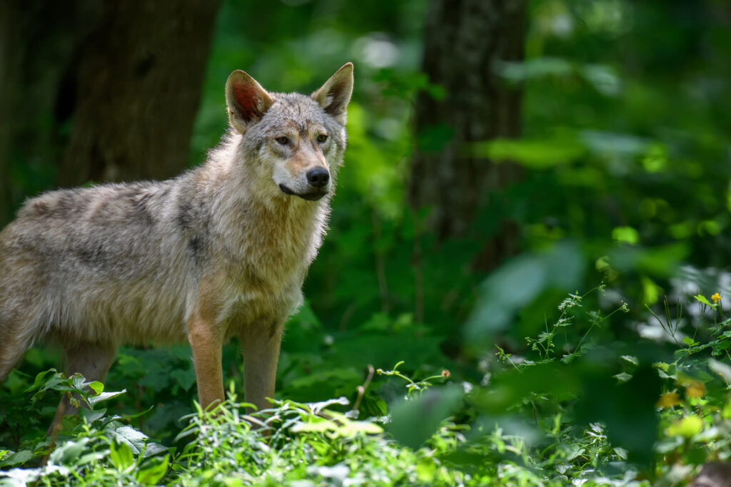 Natura Lupo Val Di Sole Ursus