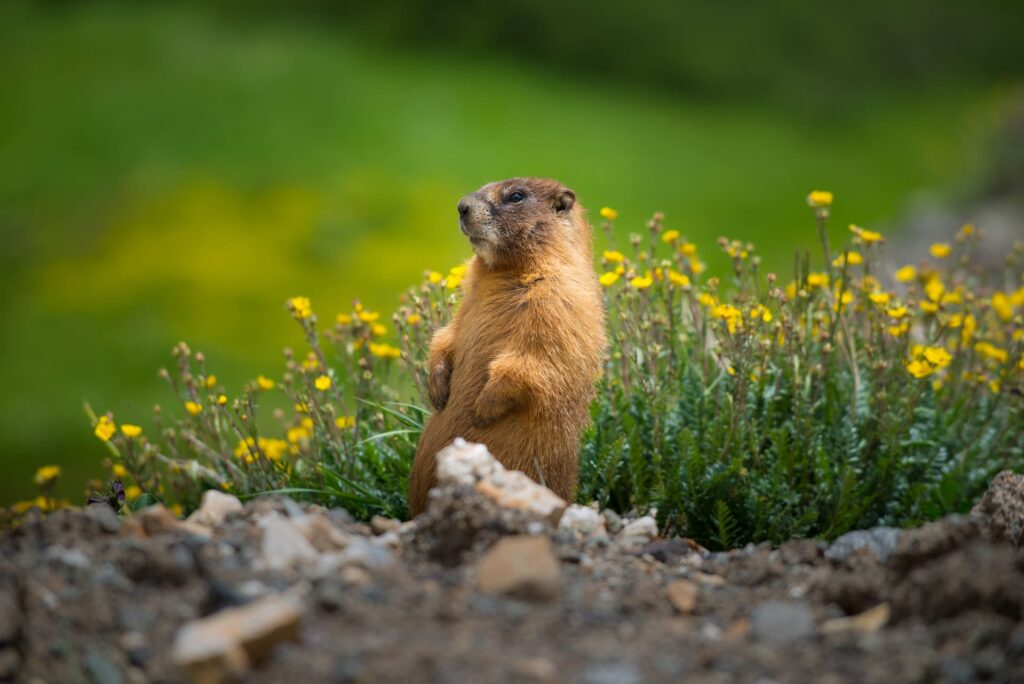 Natura Marmotta Val Di Sole Ursus