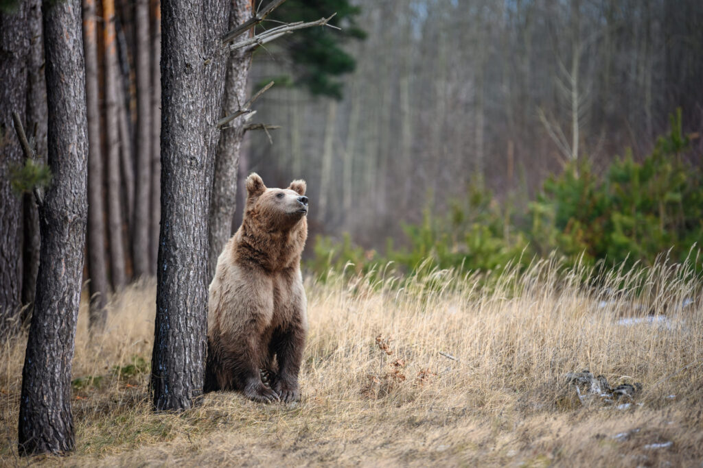 Natura Orso Bruno Val Di Sole Ursus