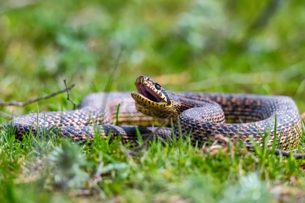 Natura Vipera Marasso Val Di Sole Ursus