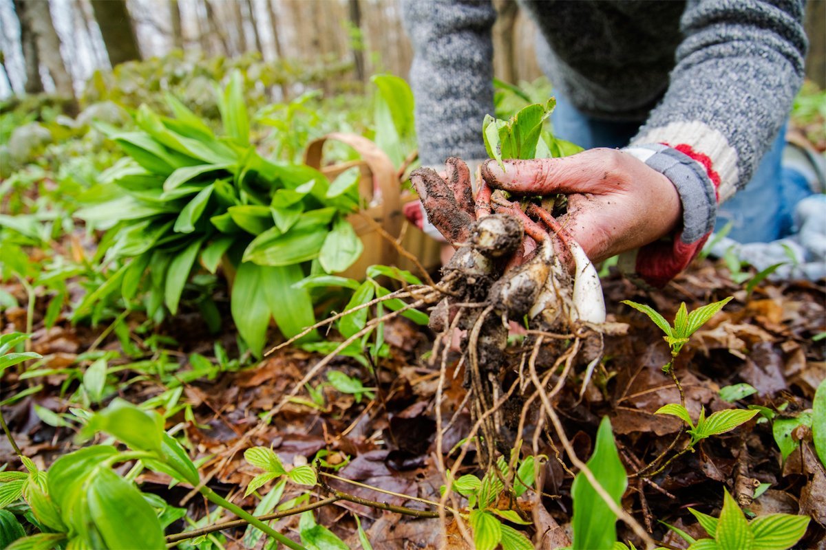 Foraging Val di Sole Trentino