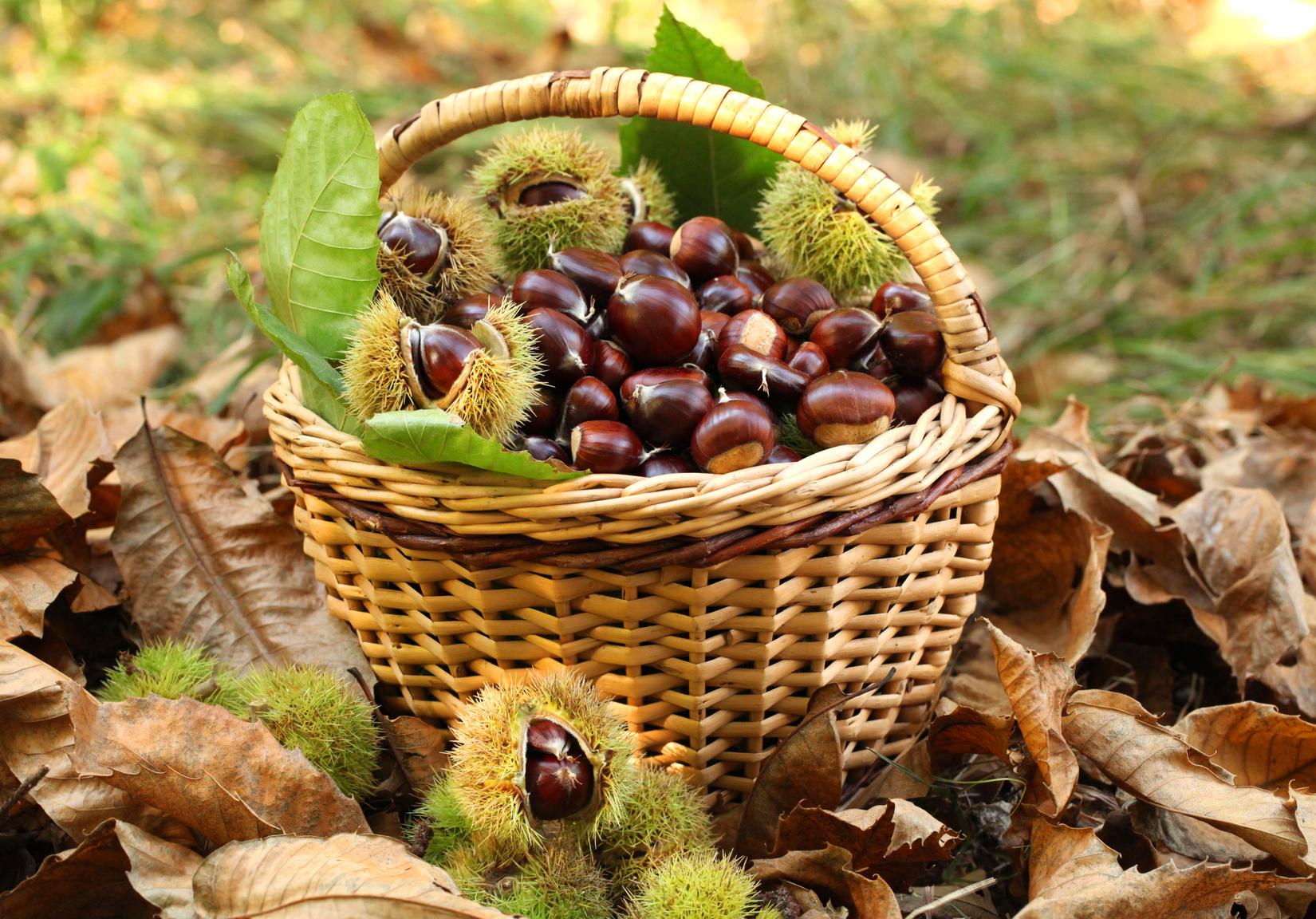 foraging di autunno
