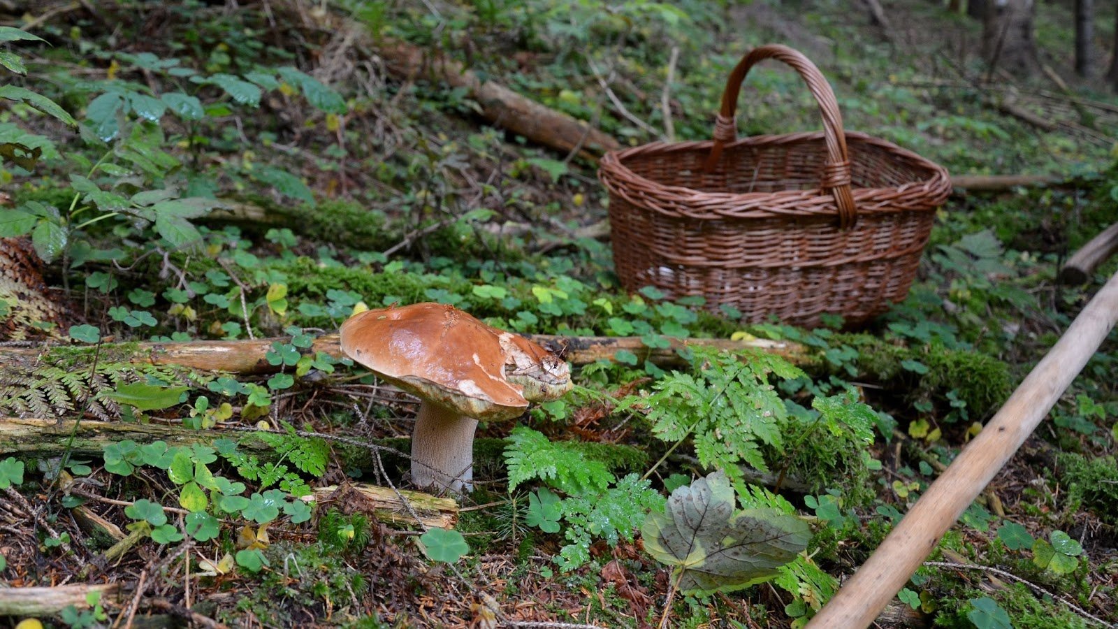 Raccolta Funghi Val Di Sole Trentino