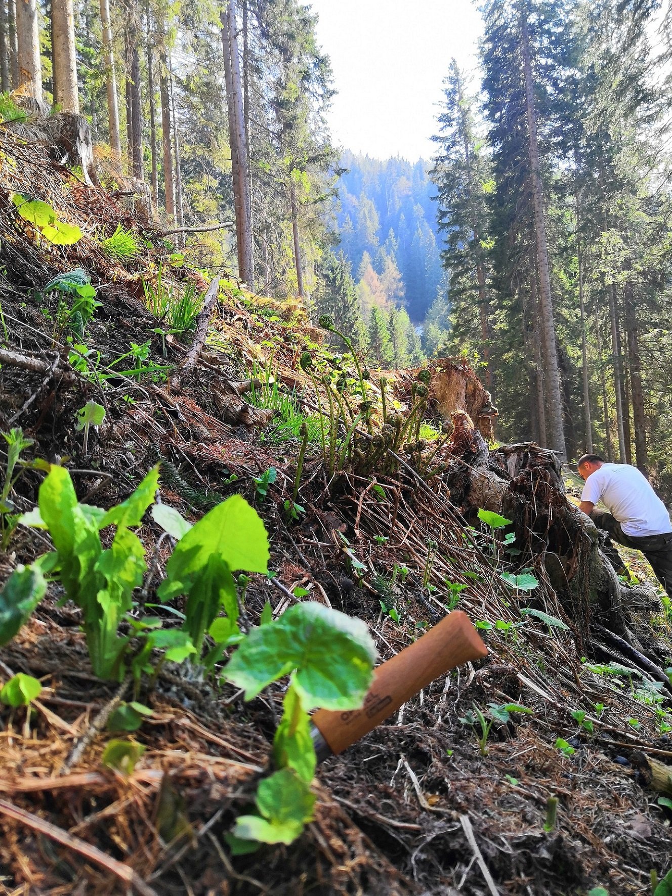 foraging in Trentino in primavera