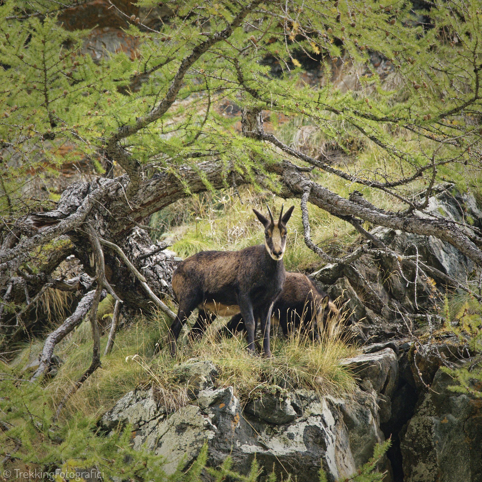Fotografia Naturalistica Wildlife Val Di Sole Trentino