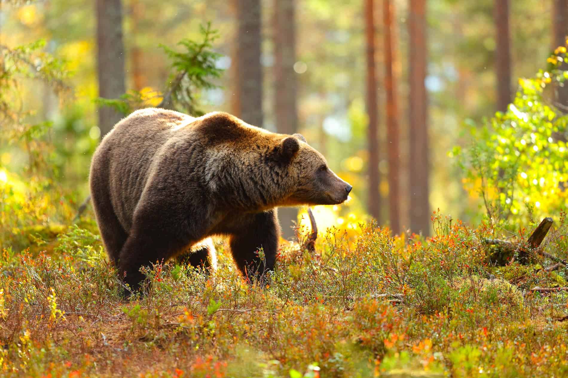 Orso Fototrekking Val Di Sole Trentino